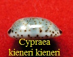 Cypraea kieneri 